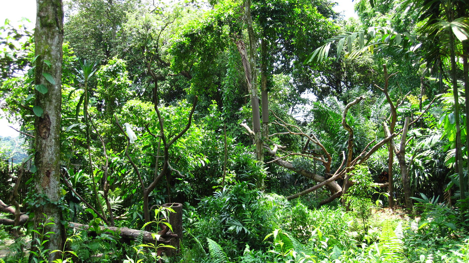 Australian Outback - Cockatoo / Tree Kangaroo exhibit