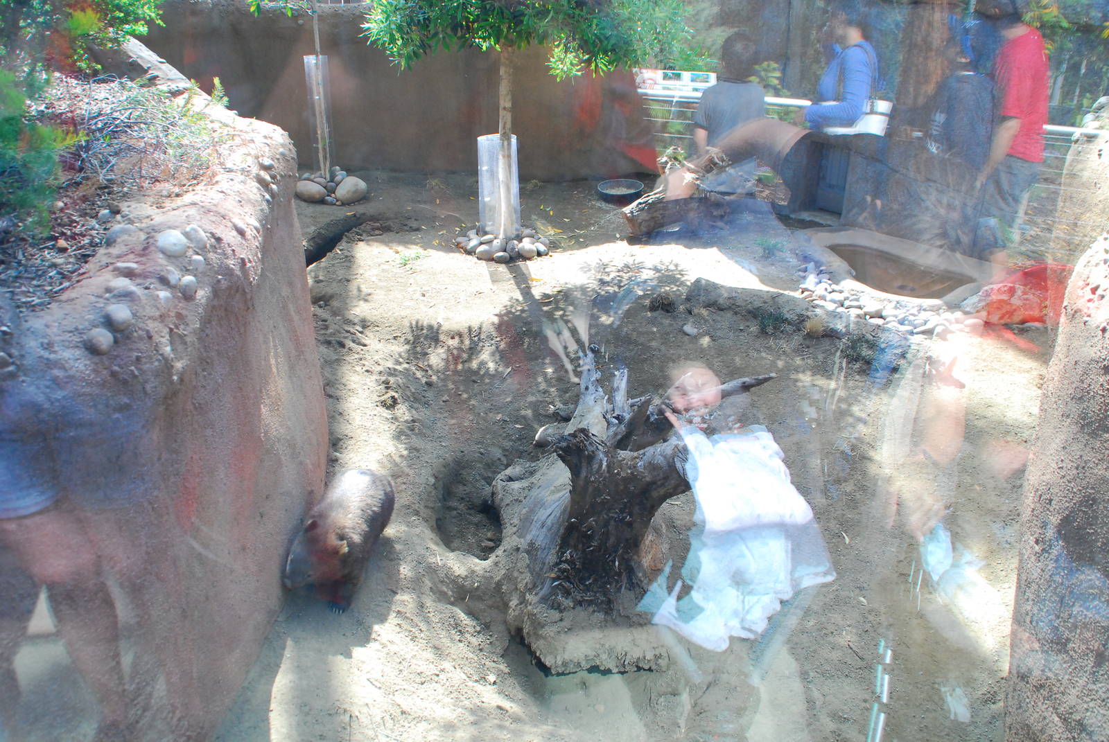 Australian Outback- Common Wombat Exhibit