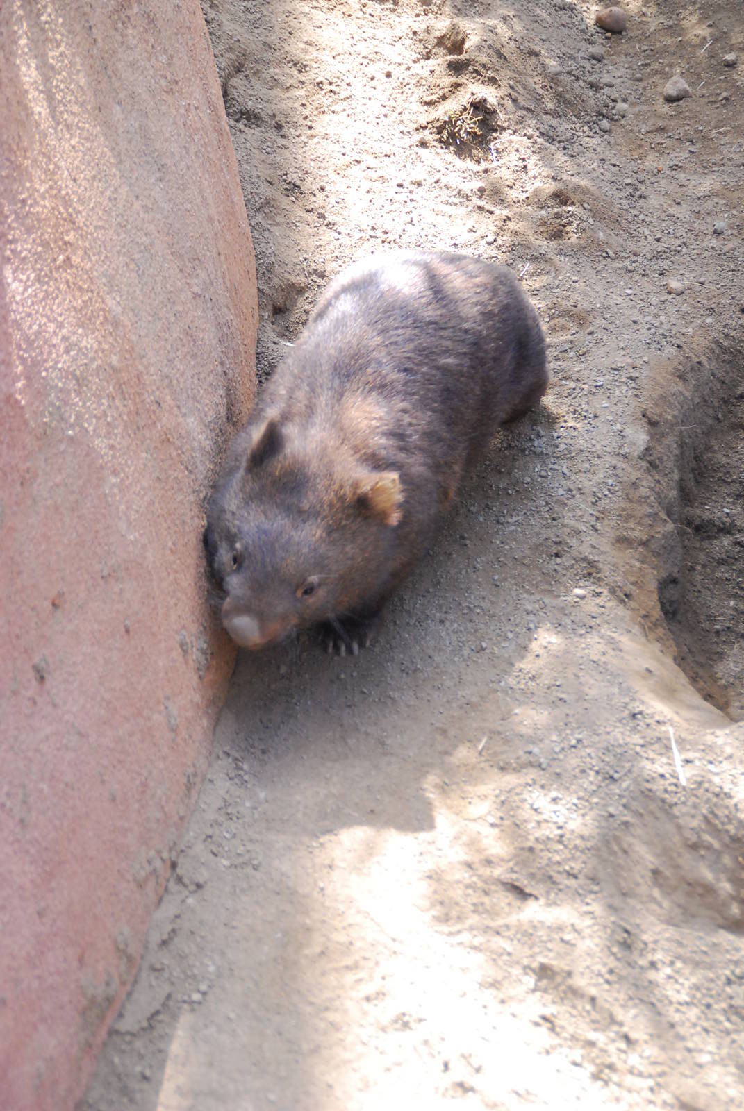 Australian Outback- Common Wombat