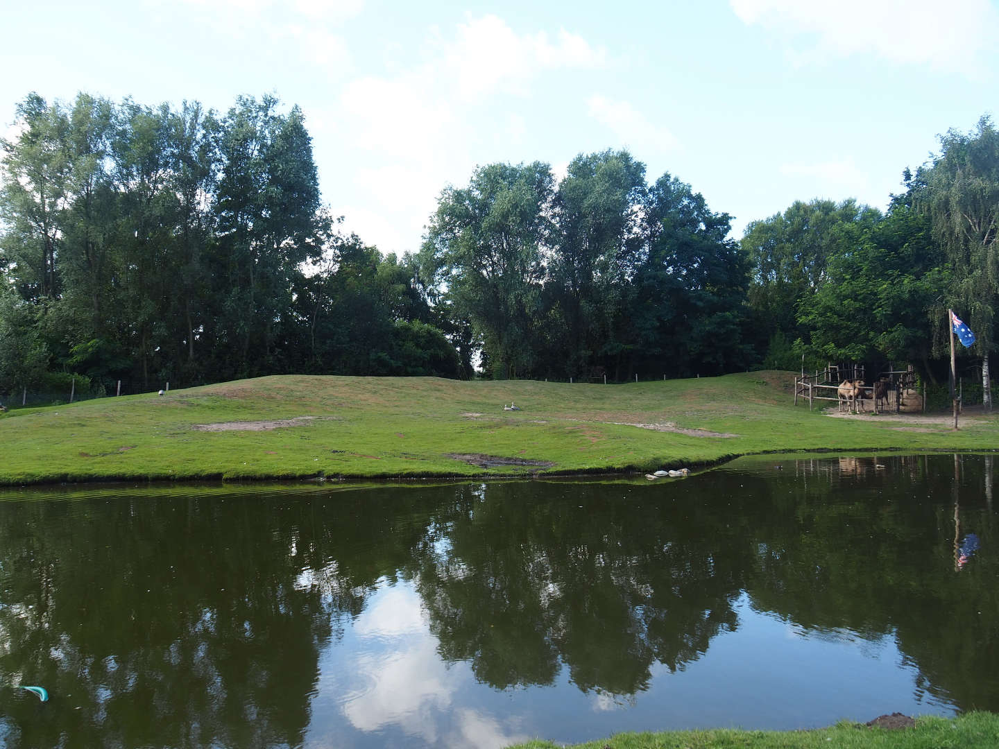 Australian Outback - Dromedary camel paddock, 2019-08-11
