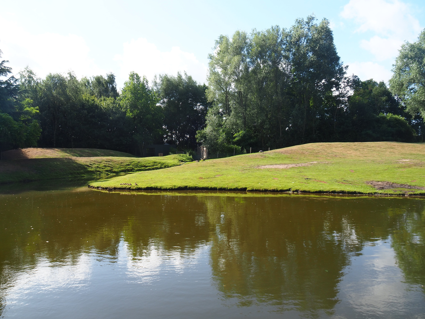 Australian Outback - Dromedary camel paddock, 2019-08-11