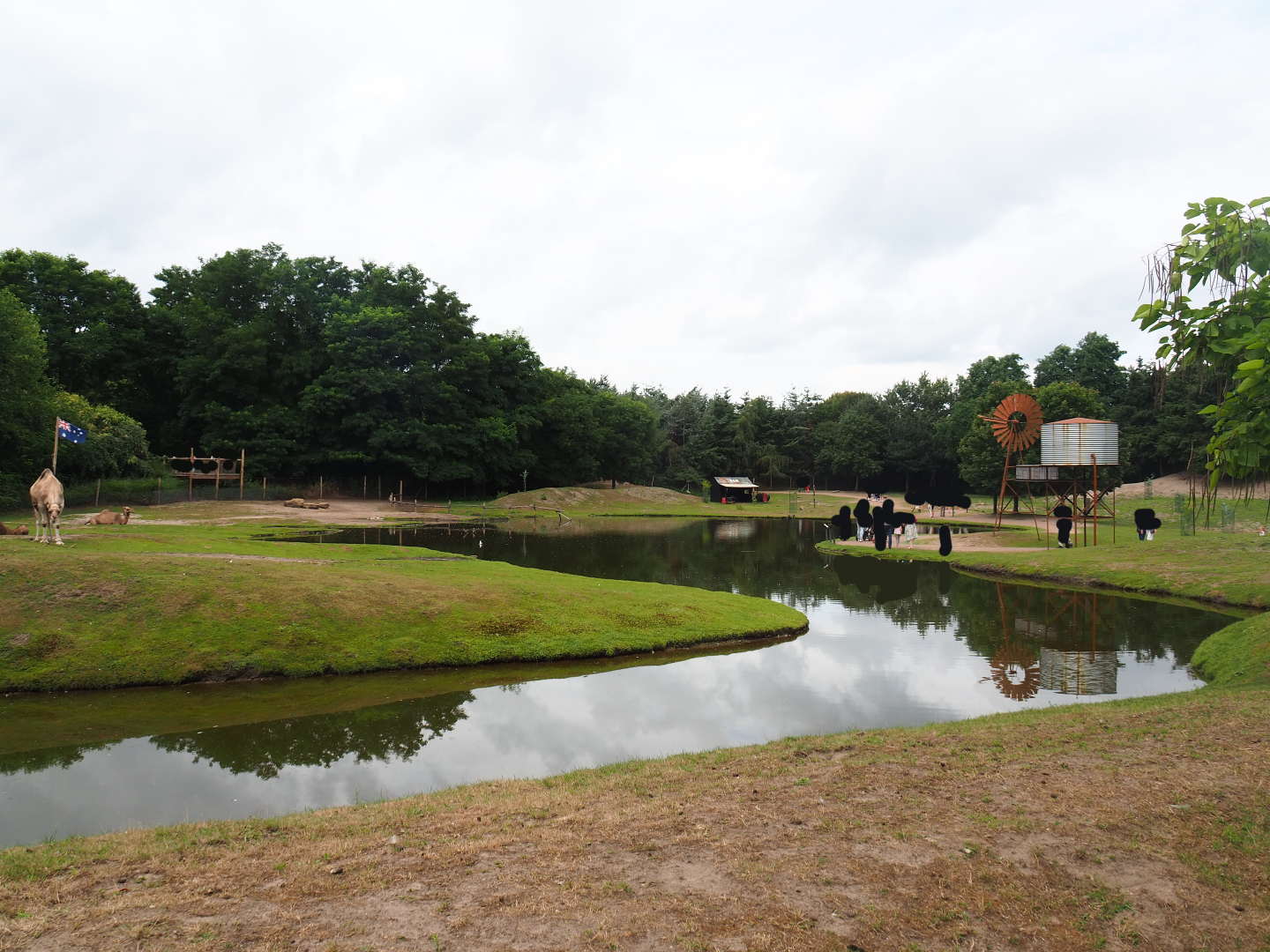 Australian Outback - Dromedary camel paddock and walk-through exhibit, 2019-08-11