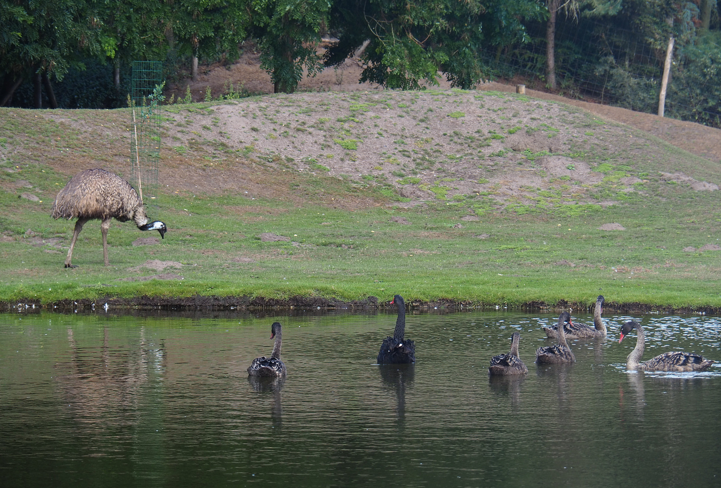 Australian Outback - Emu (Dromaius novaehollandiae) and Black swans (Cygnus atratus), 2019-08-11