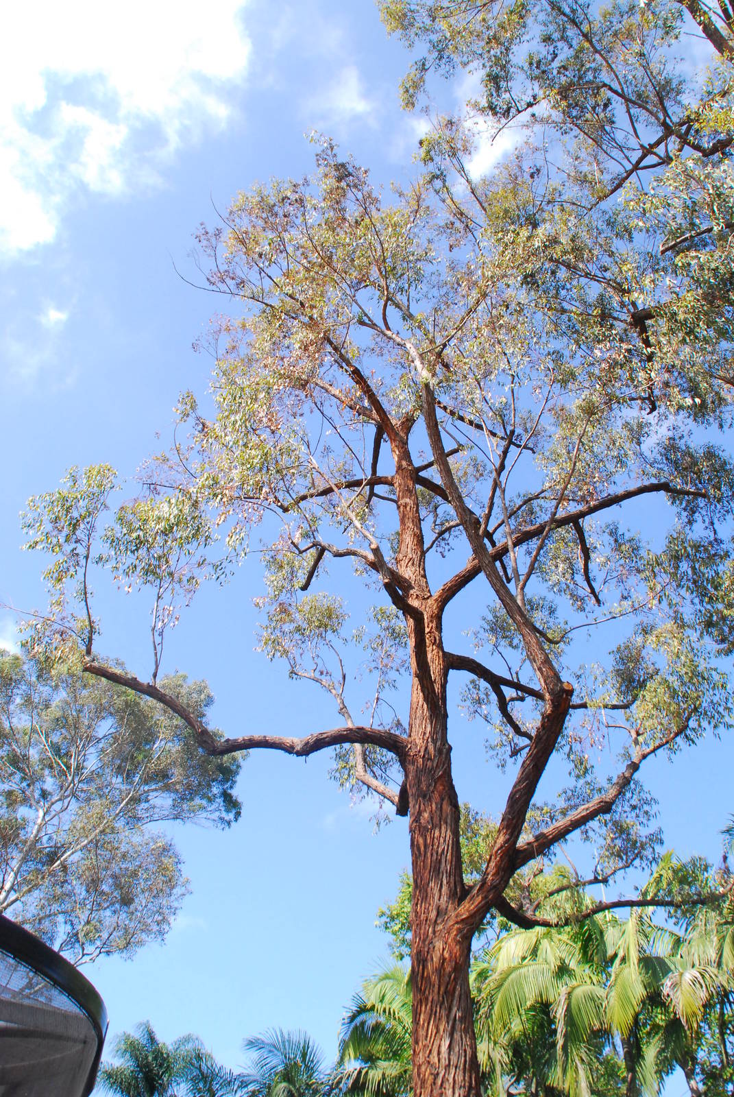Australian Outback-Eucalyptus microcorys