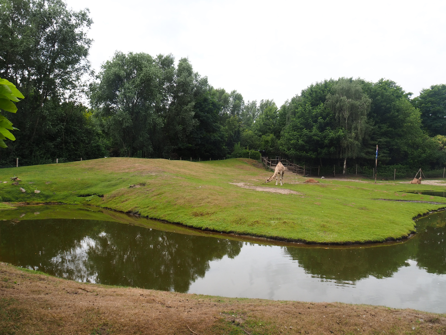 Australian Outback exhibit - Dromedary camel paddock, 2019-08-11