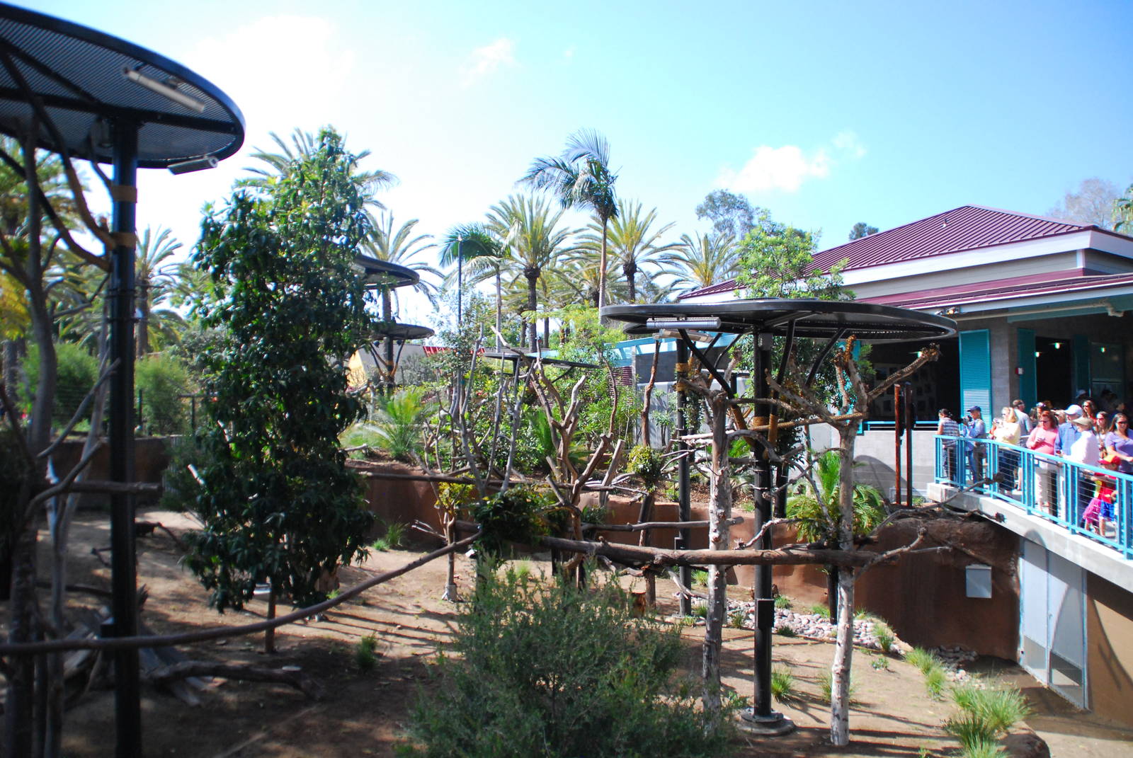 Australian Outback- Female Koala Exhibits