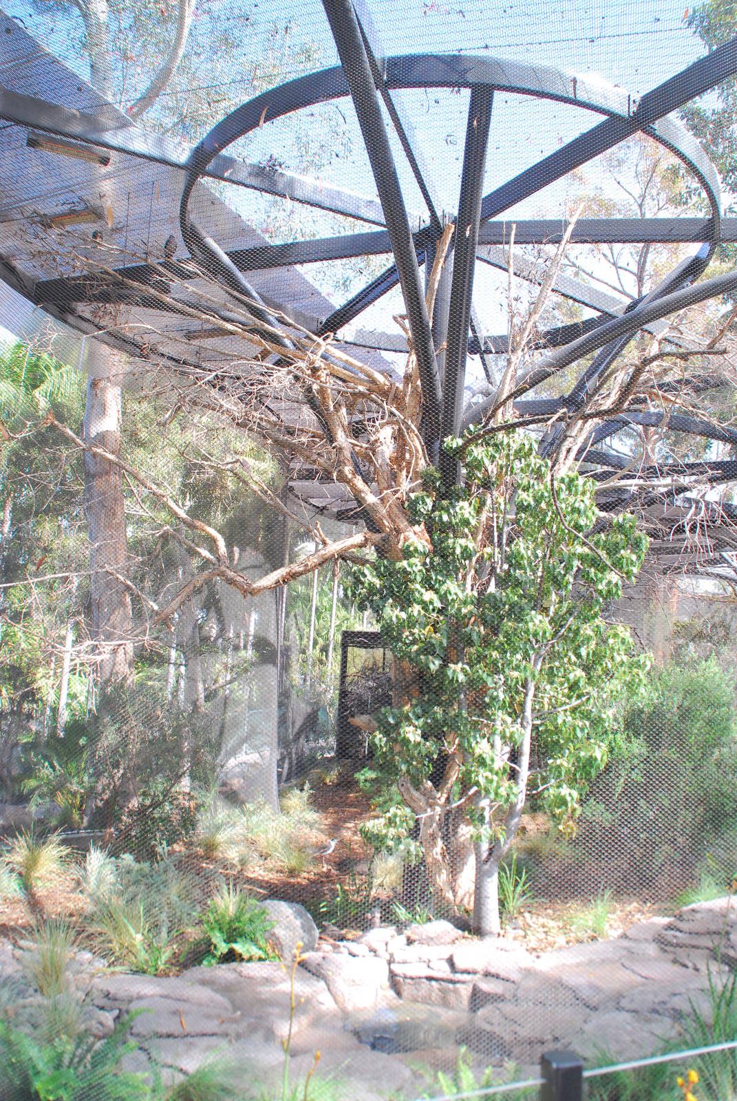Australian Outback- First Aviary