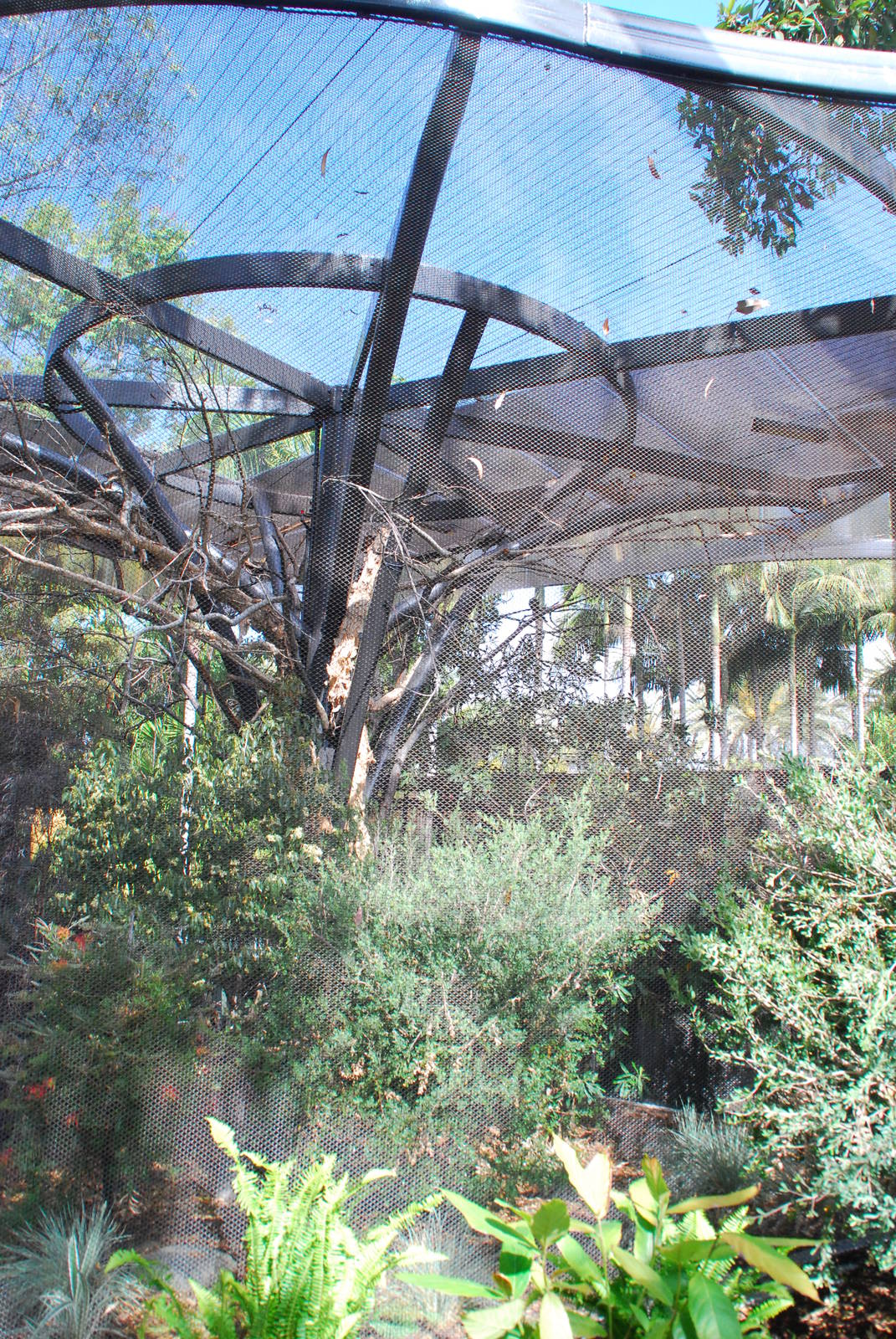 Australian Outback- First Aviary