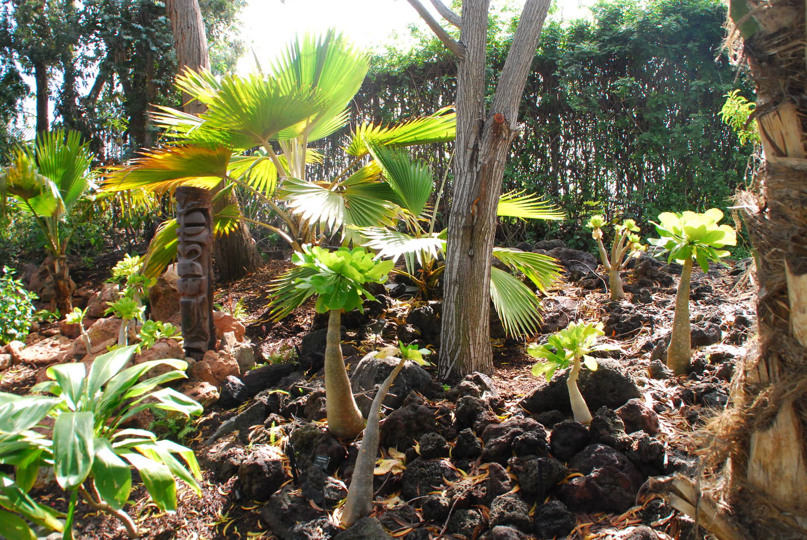 Australian Outback - Hawaiian Garden