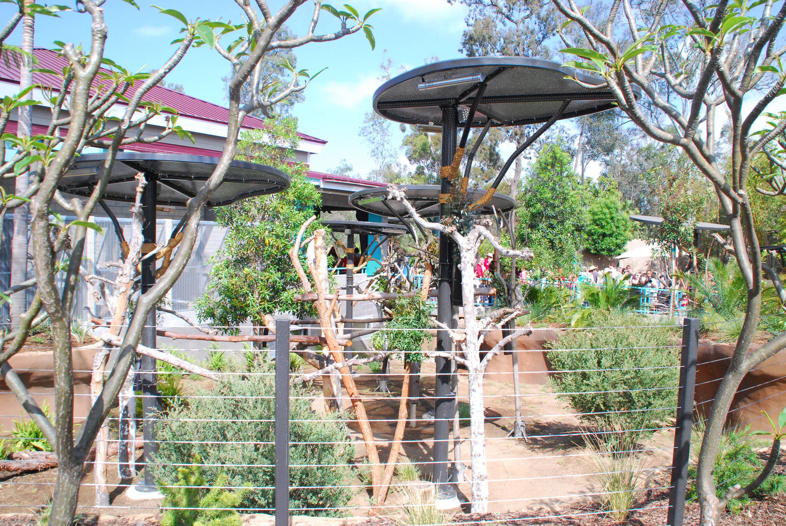 Australian Outback- Koala exhibits