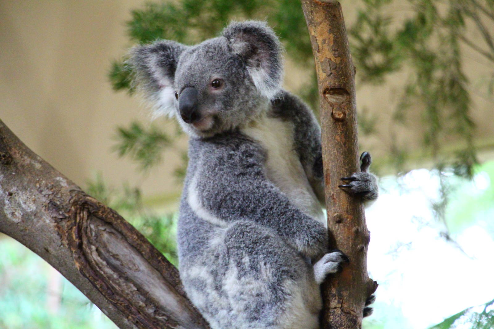 Australian Outback - Koala house