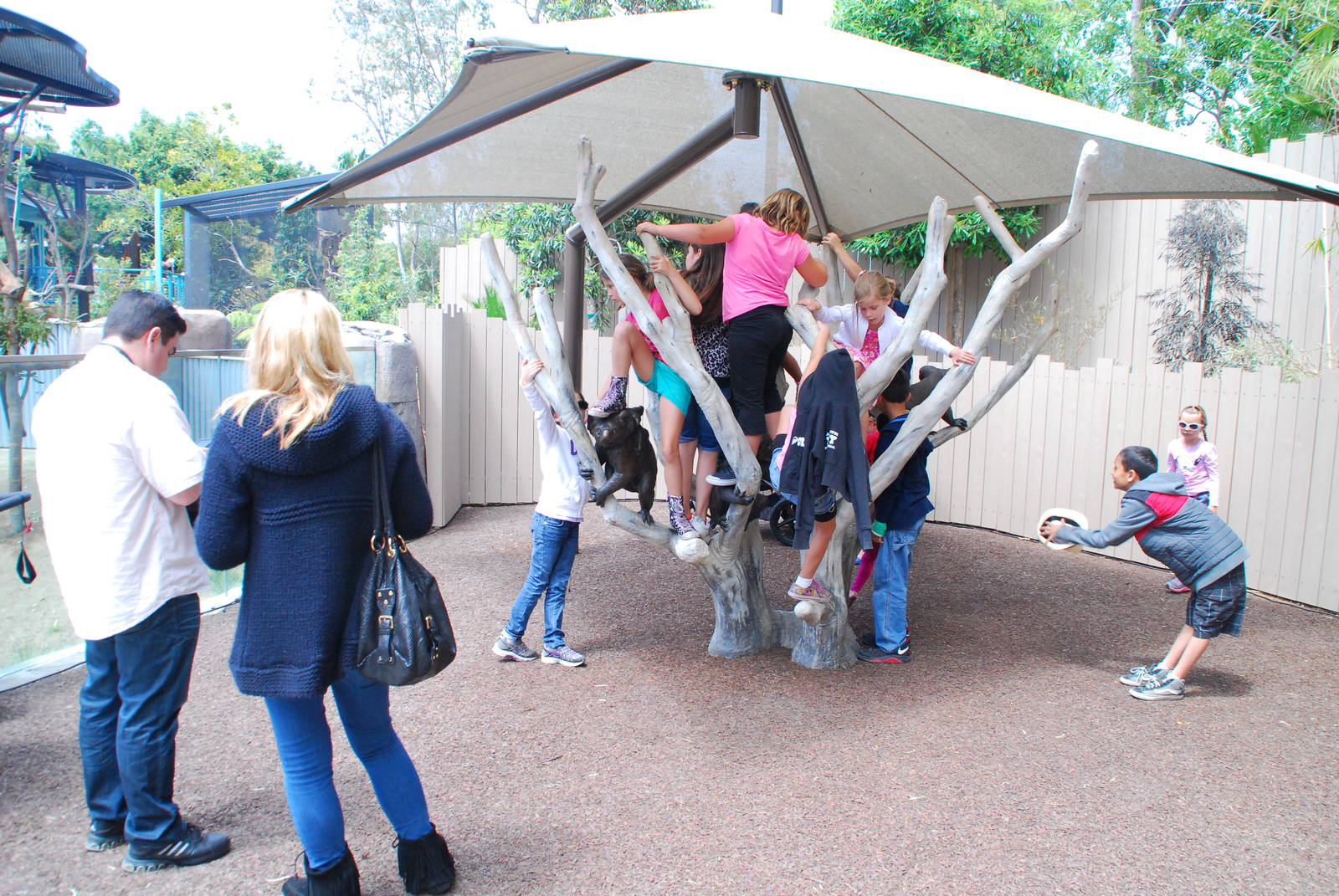 Australian Outback- Koala klimber