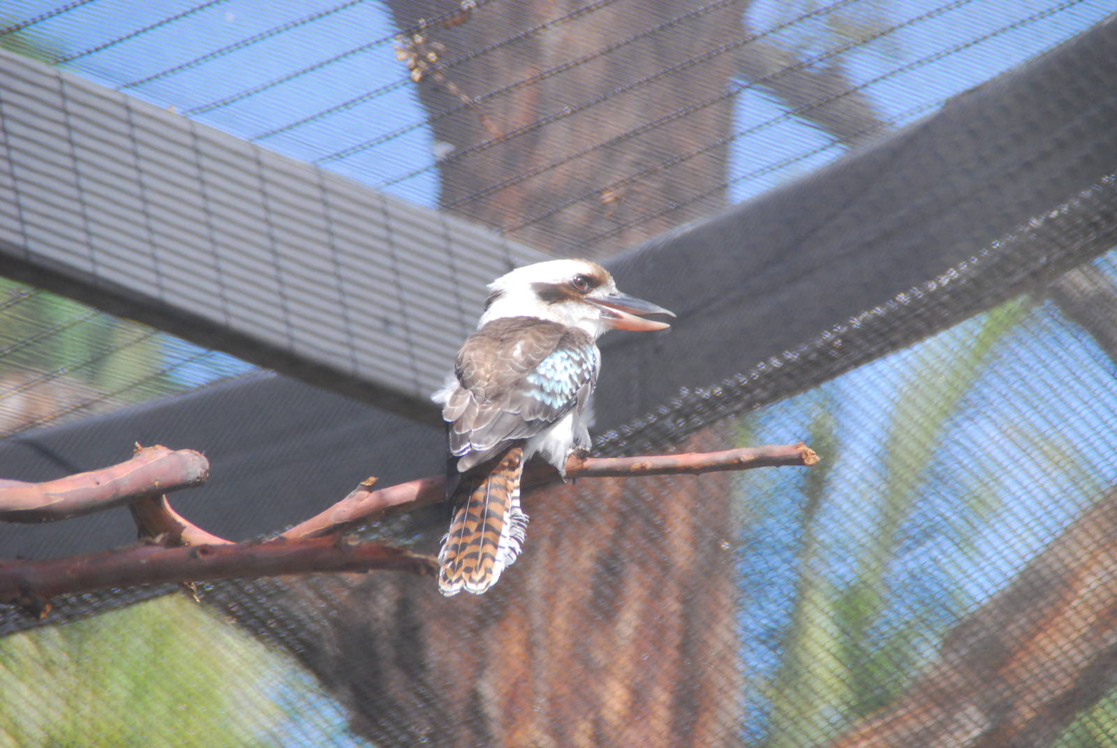 Australian Outback- Kookaburra