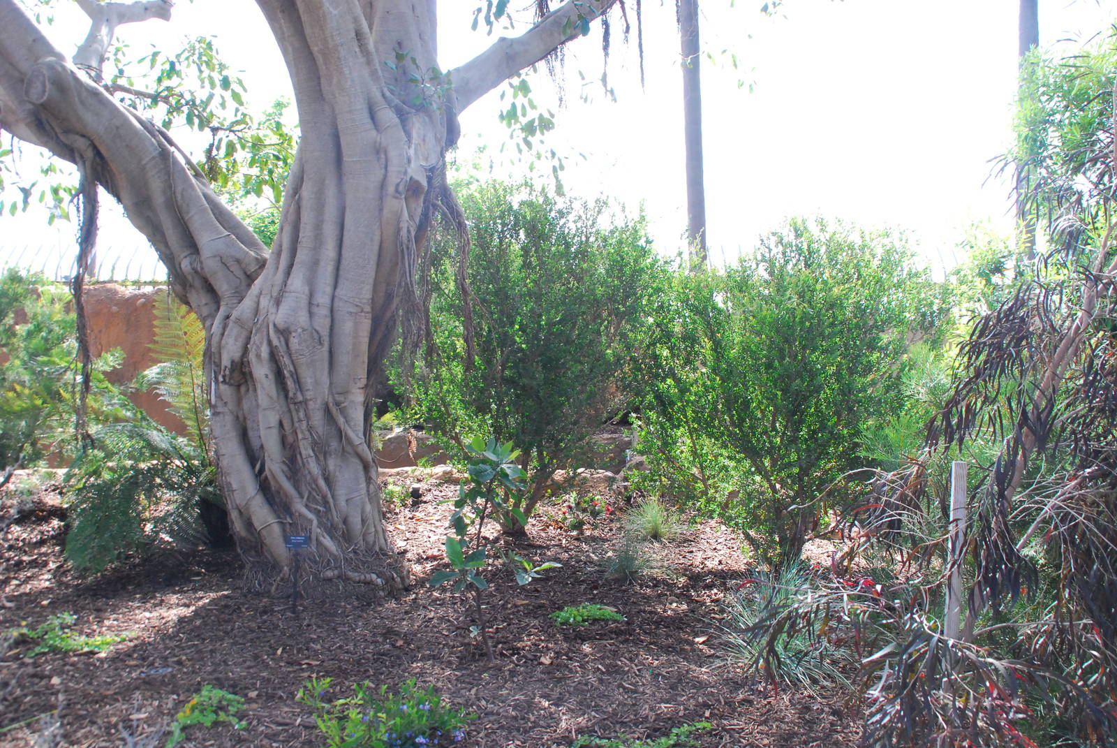 Australian Outback- Landscape plantings
