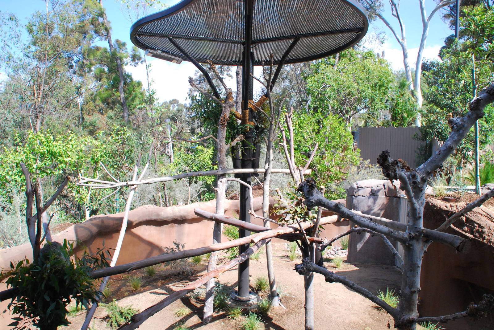 Australian Outback- Male Koala exhibit