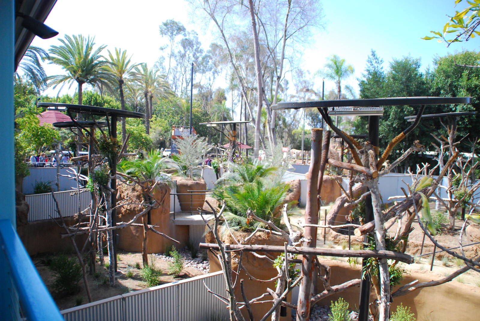 Australian Outback- Male koala exhibits