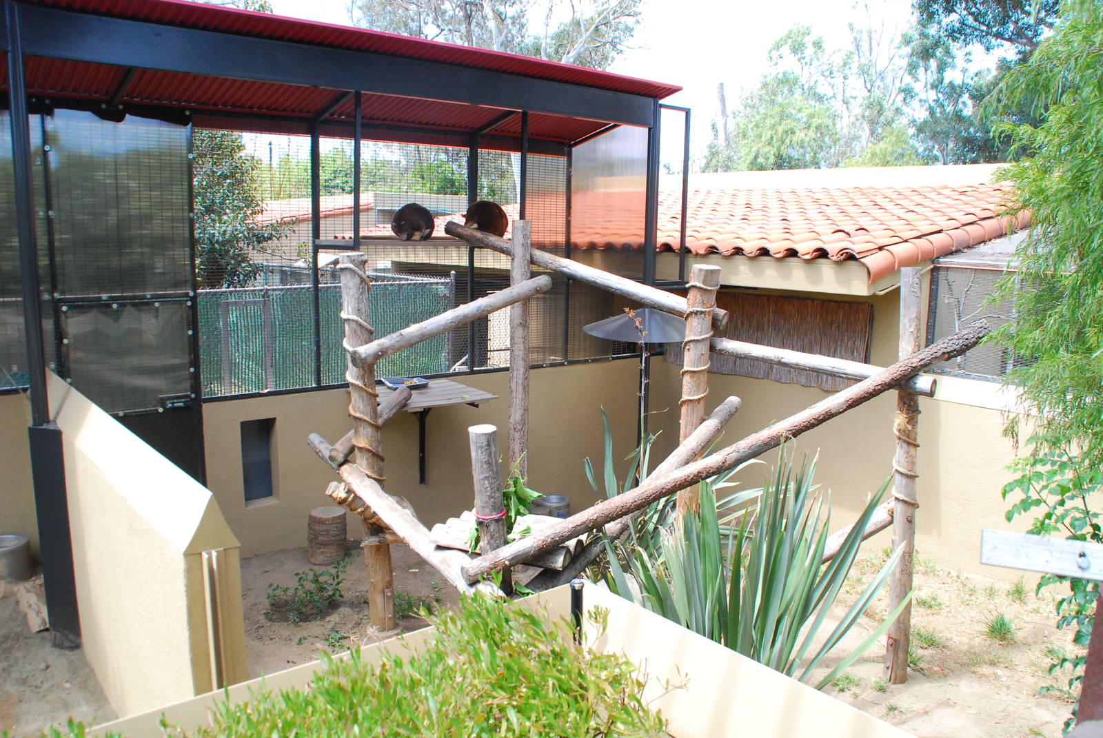 Australian Outback- Matschie's Tree kangaroo