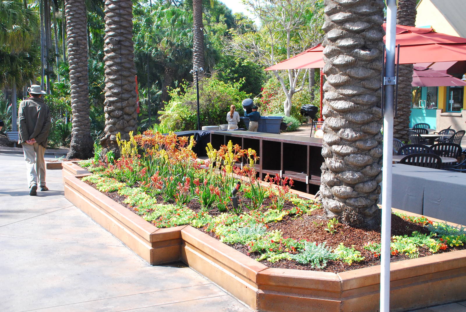 Australian Outback- New plantings