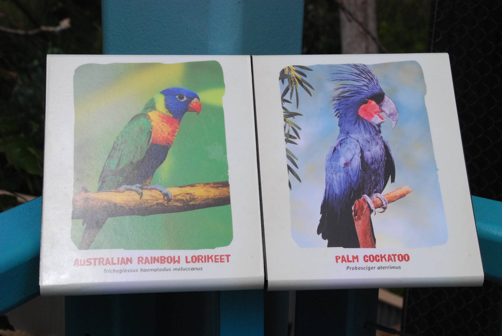 Australian Outback- Palm cockatoo and Rainbow lorikeet signage