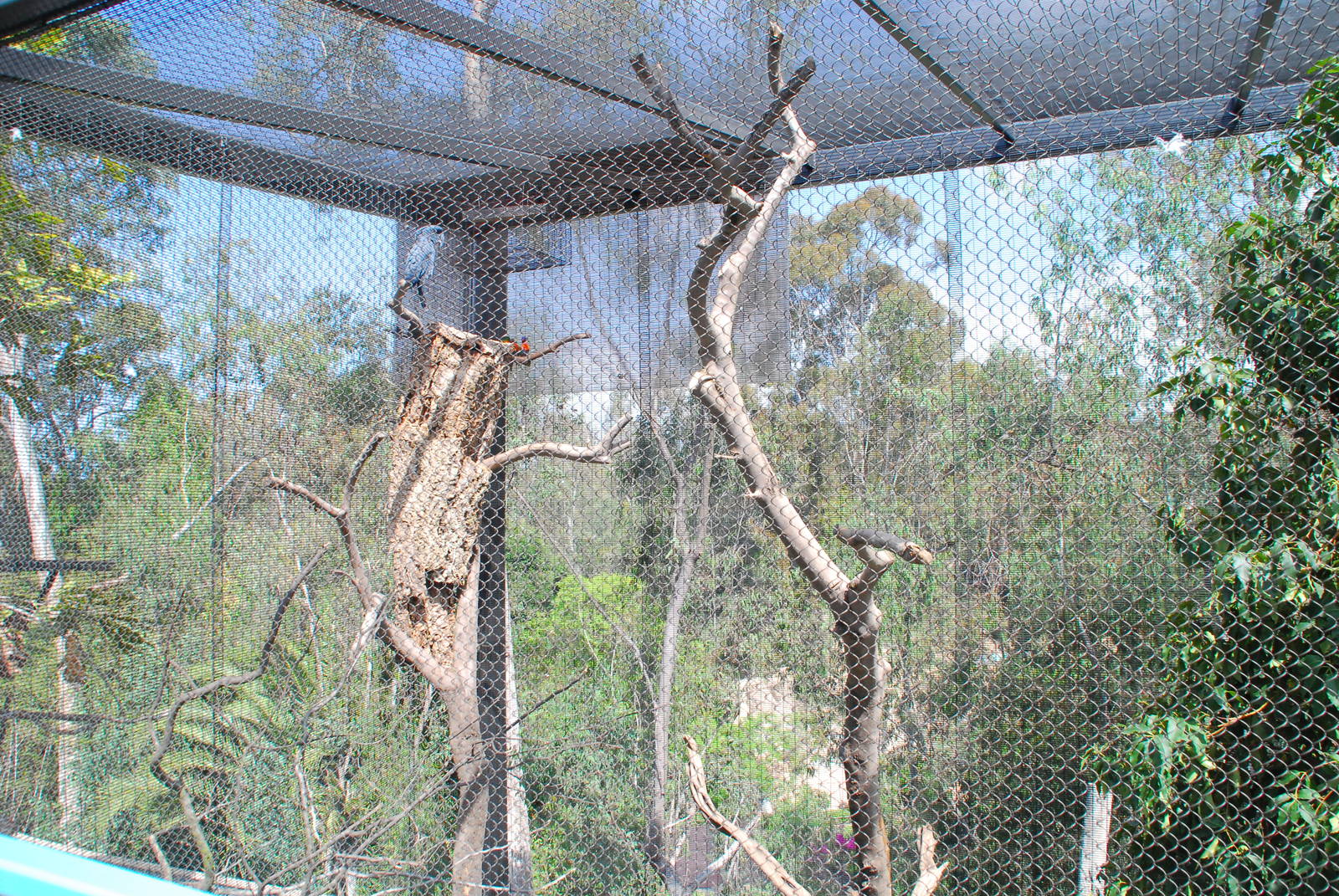 Australian Outback- Palm Cockatoo aviary