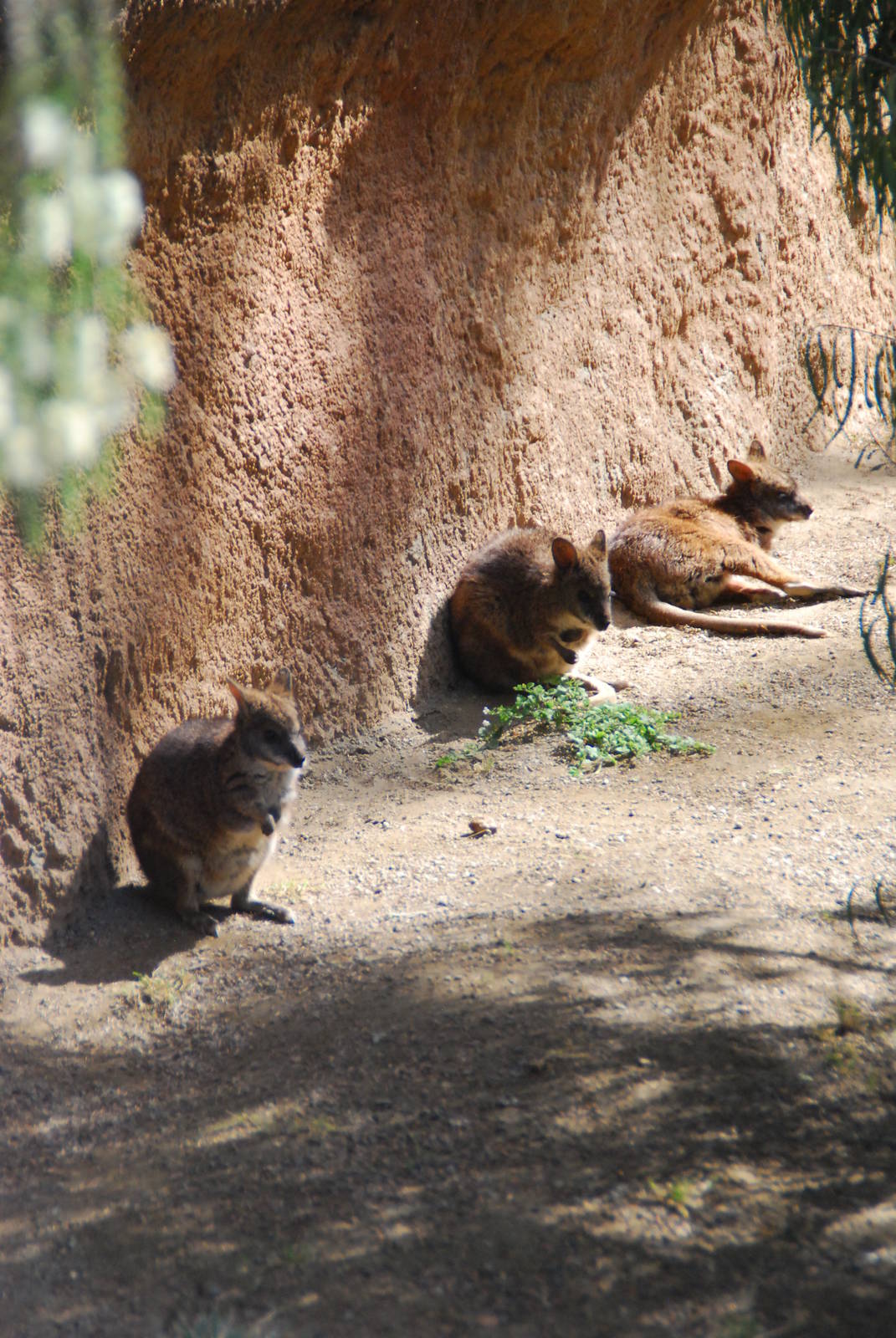 Australian Outback- Parma wallabies