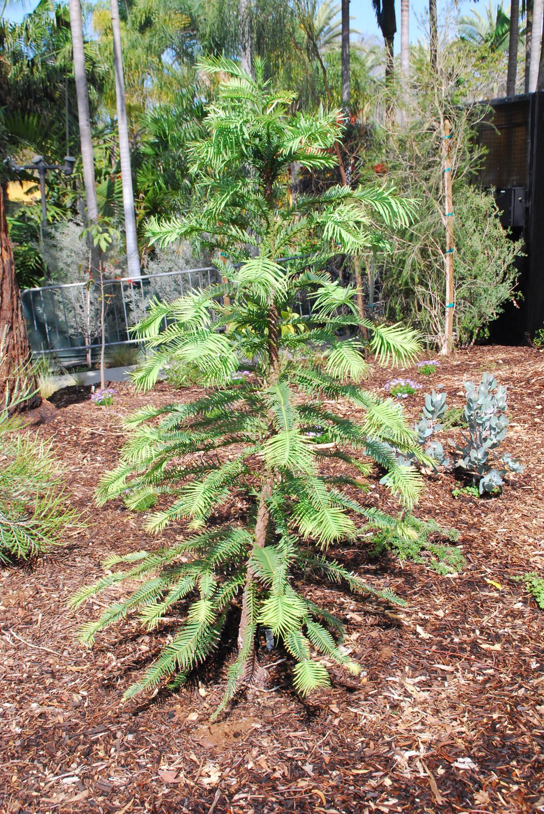 Australian Outback- Plant ID?