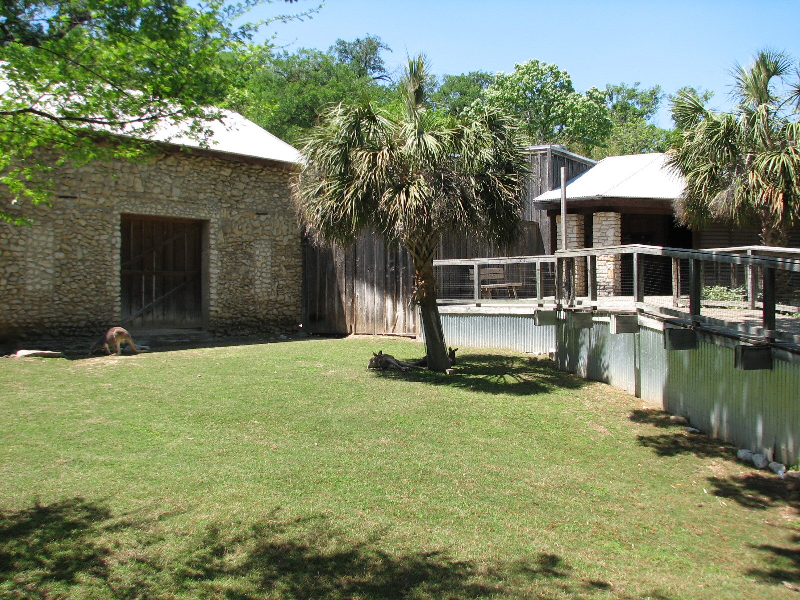 Australian Outback - Red Kangaroo Exhibit