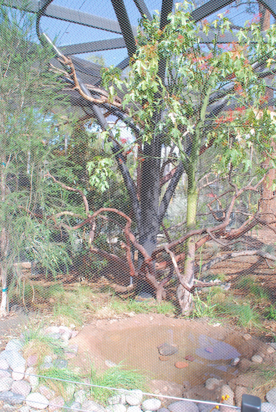 Australian Outback- Second Aviary