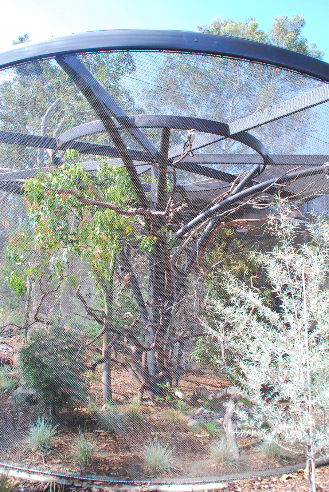 Australian Outback- Second Aviary