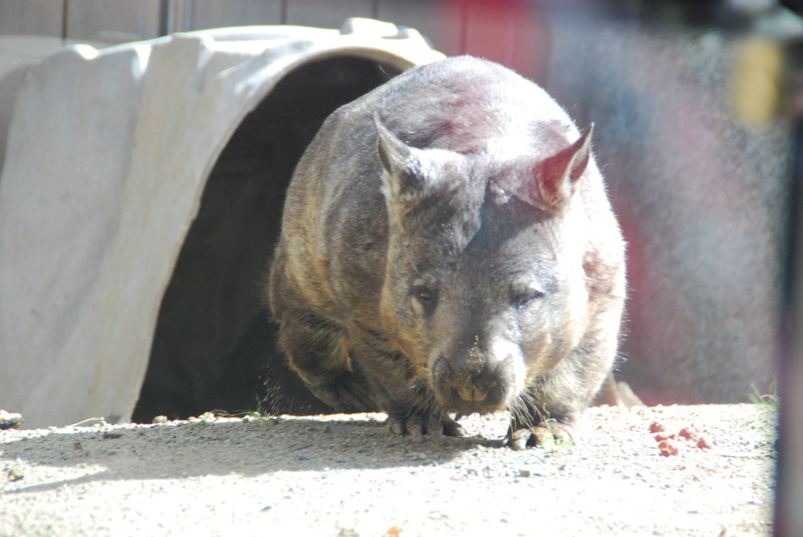 Australian Outback- Southern hairy-nosed wombat