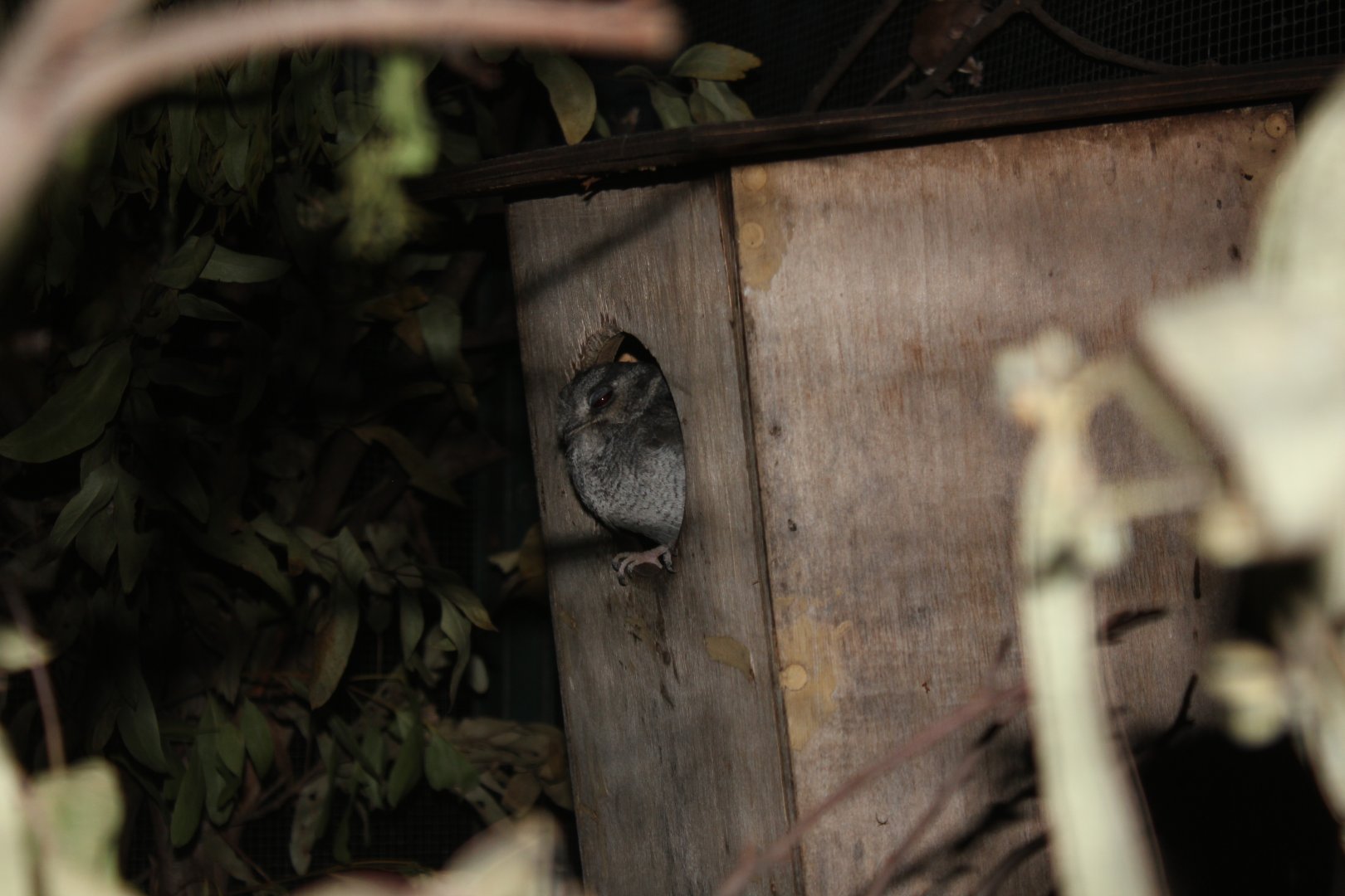 Australian Owlet-nightjar (Aegotheles chrisoptus)
