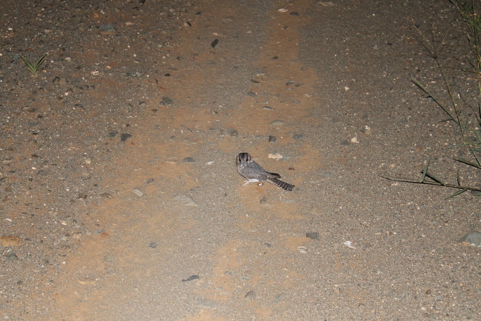 Australian Owlet-nightjar (Aegotheles chrisoptus)