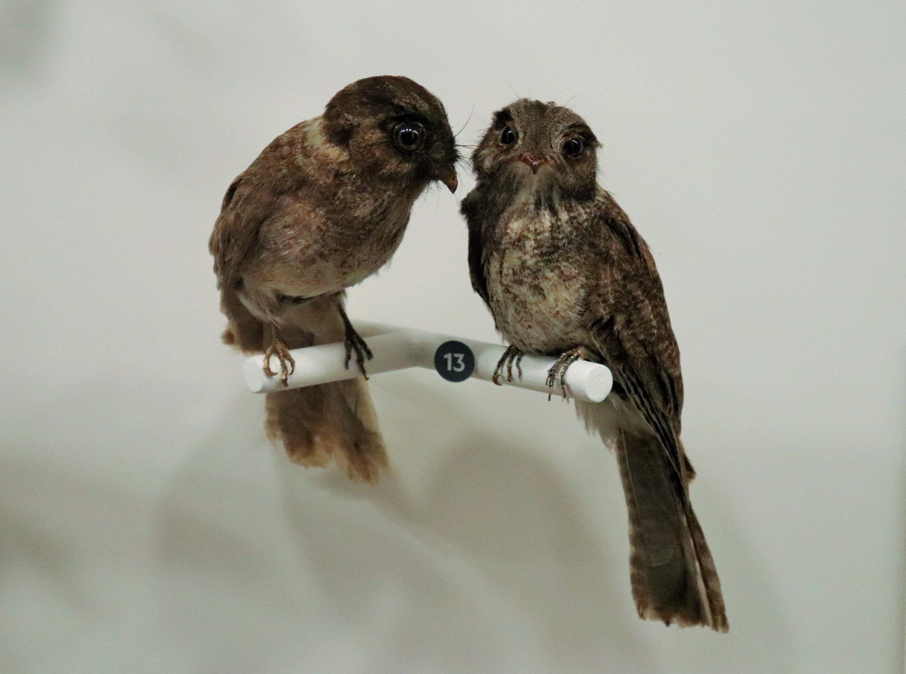 Australian Owlet-nightjar (Aegotheles chrisoptus)