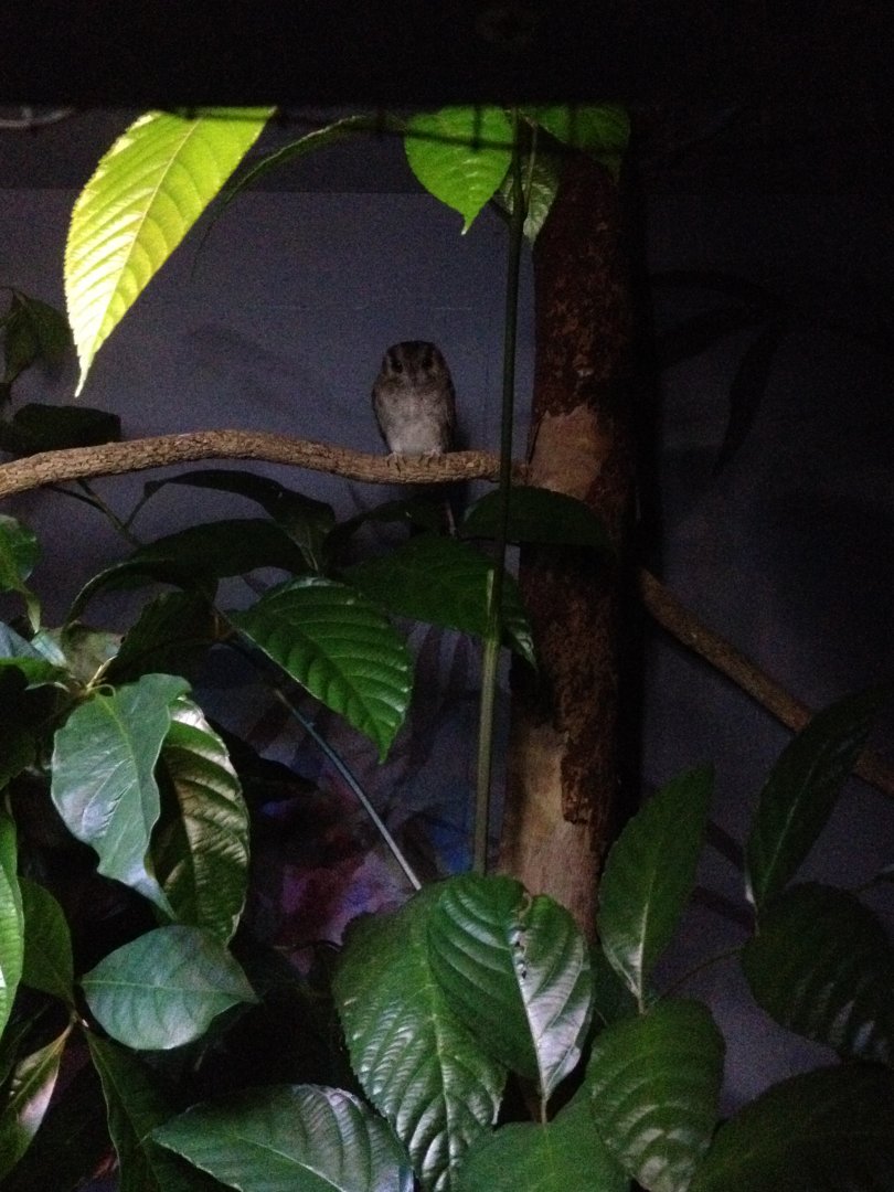 Australian Owlet-nightjar (Aegotheles cristatus)