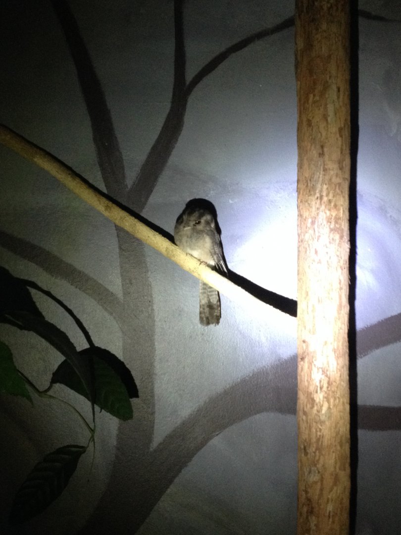 Australian Owlet-nightjar (Aegotheles cristatus)