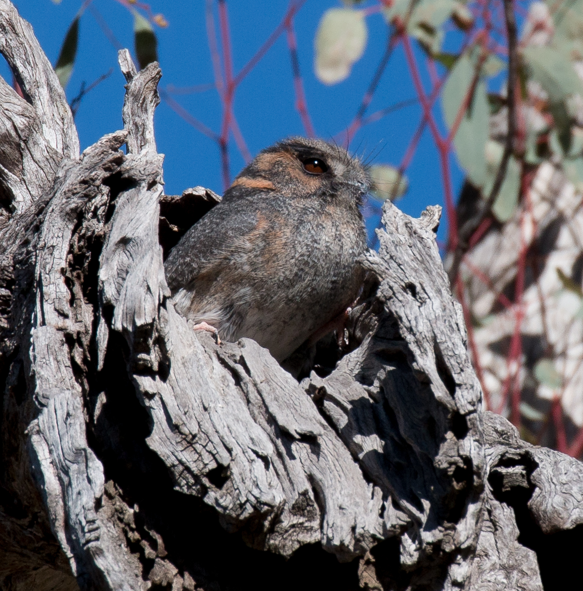 Australian Owlet-Nightjar