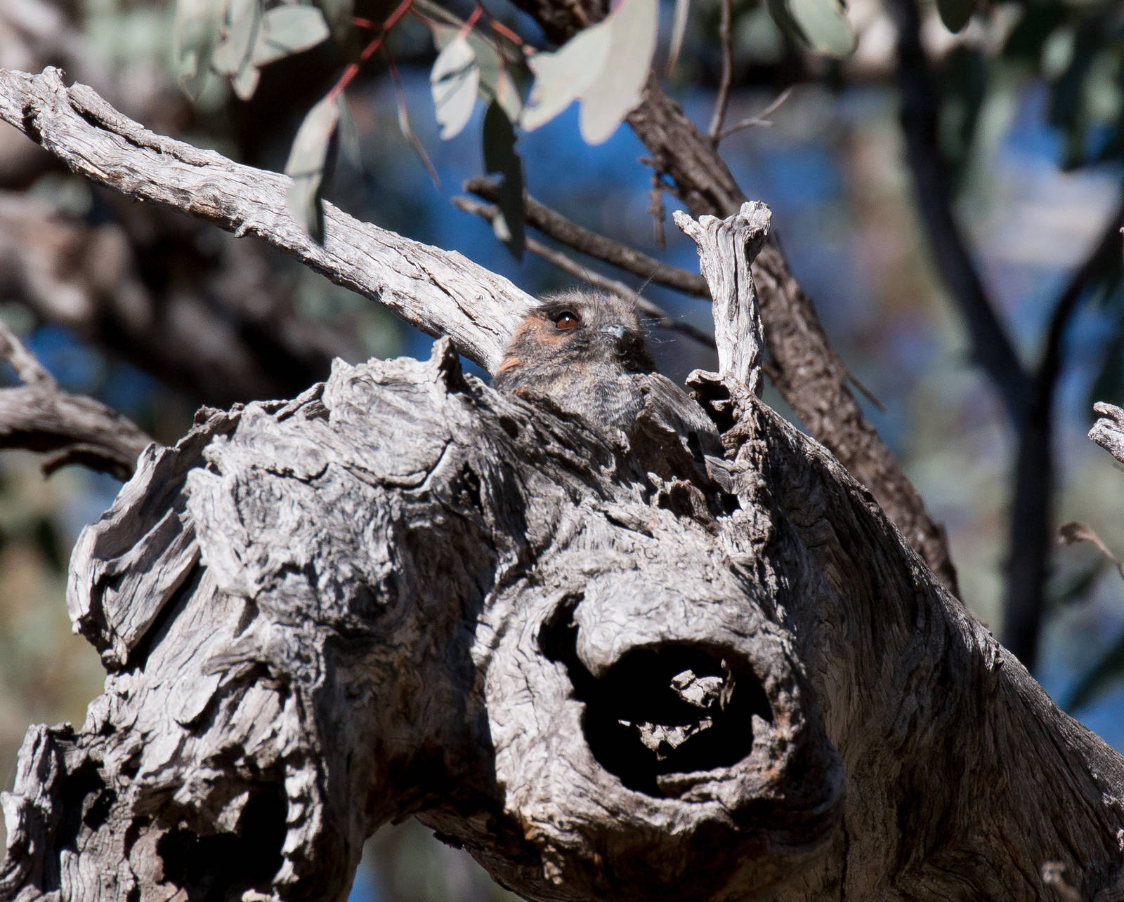 Australian Owlet-Nightjar