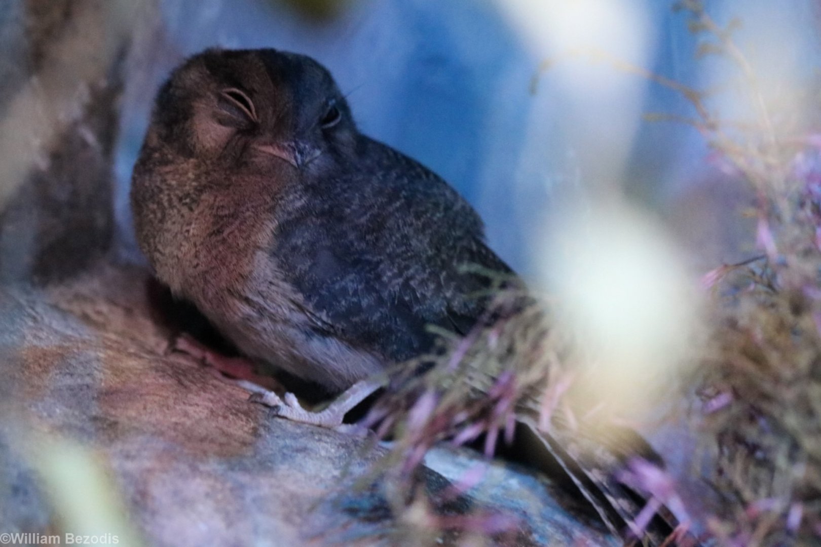 Australian Owlet-nightjar