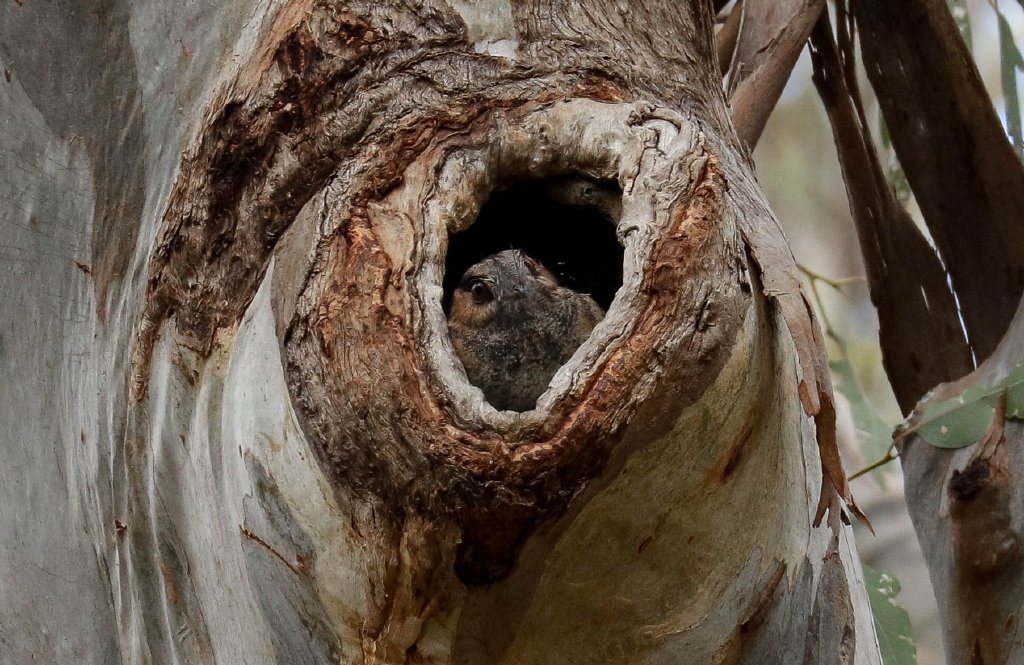 Australian Owlet-nightjar
