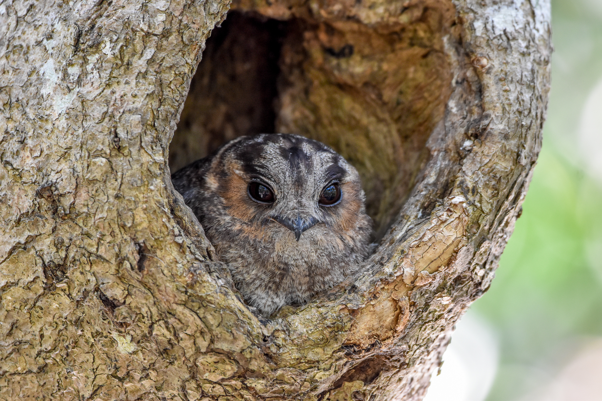 Australian Owlet-Nightjar