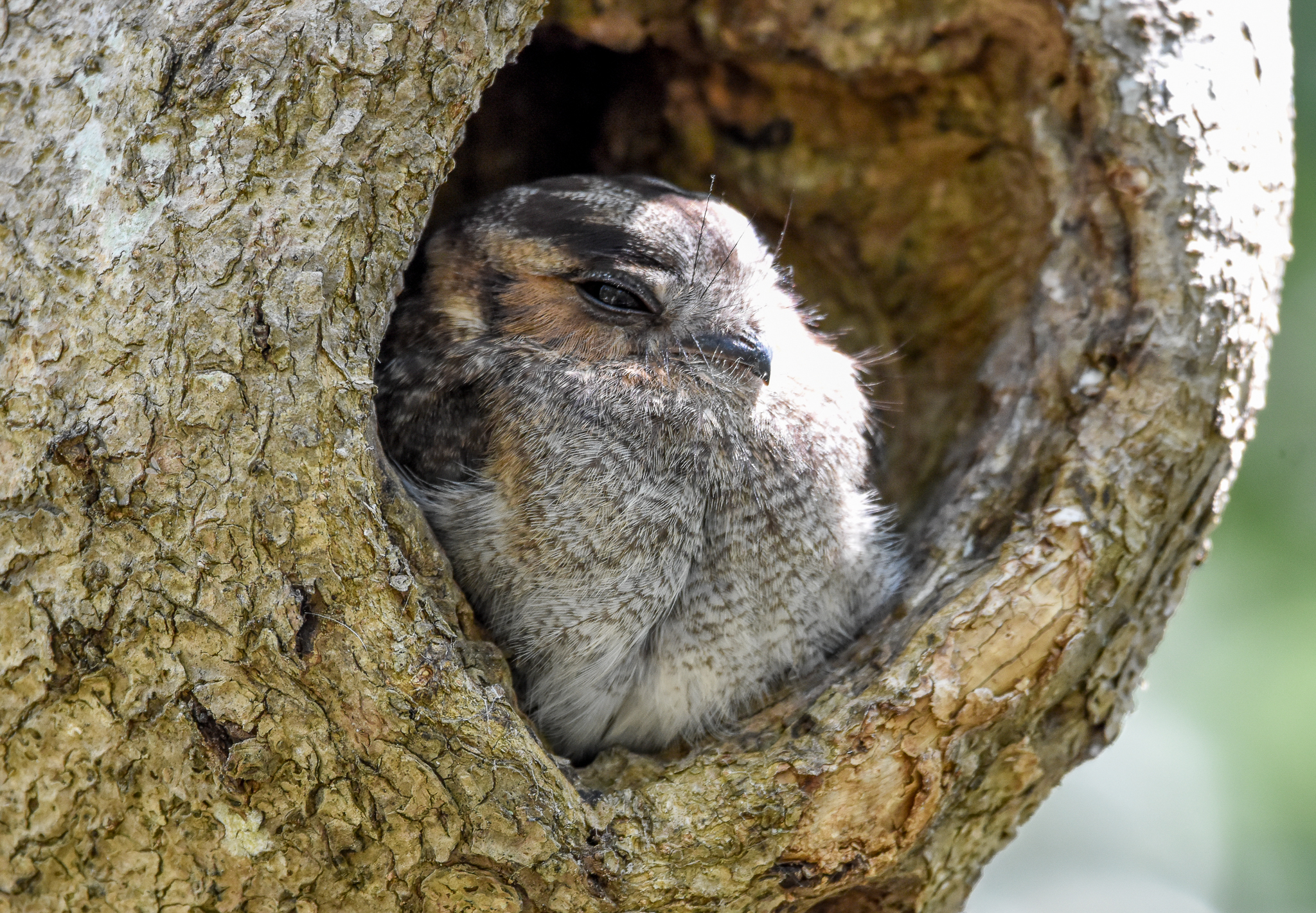 Australian Owlet-Nightjar
