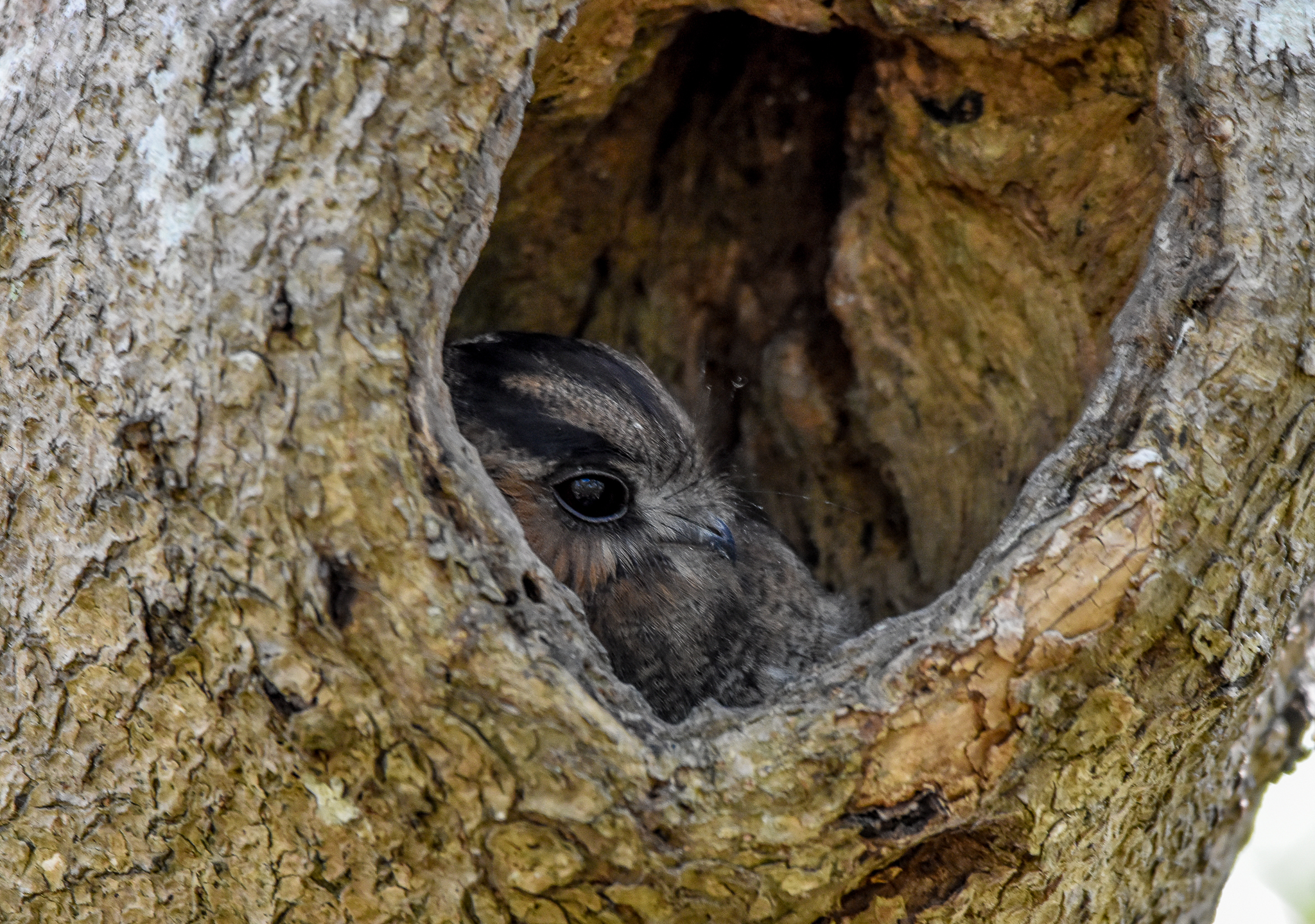 Australian Owlet-Nightjar