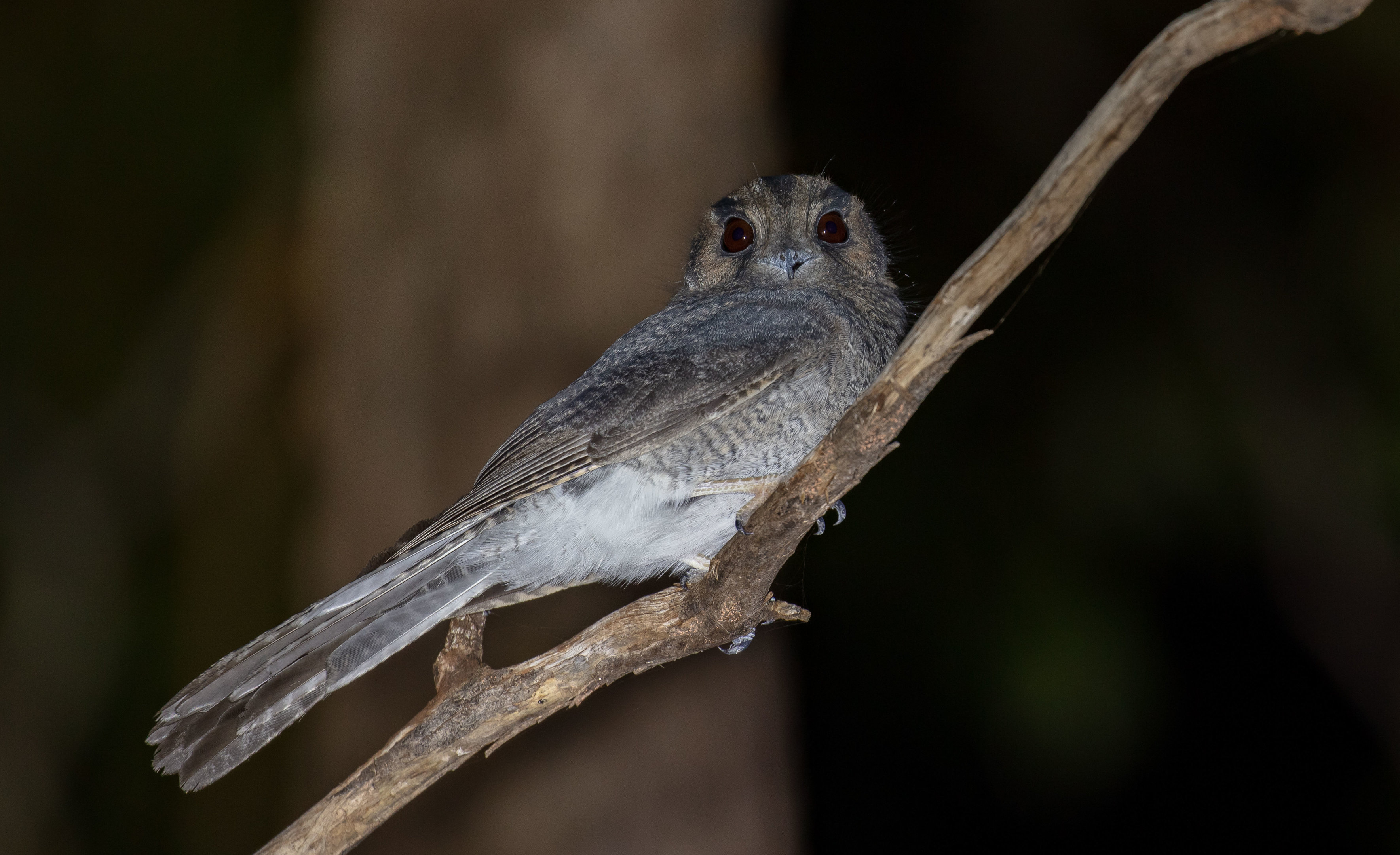 Australian Owlet-Nightjar