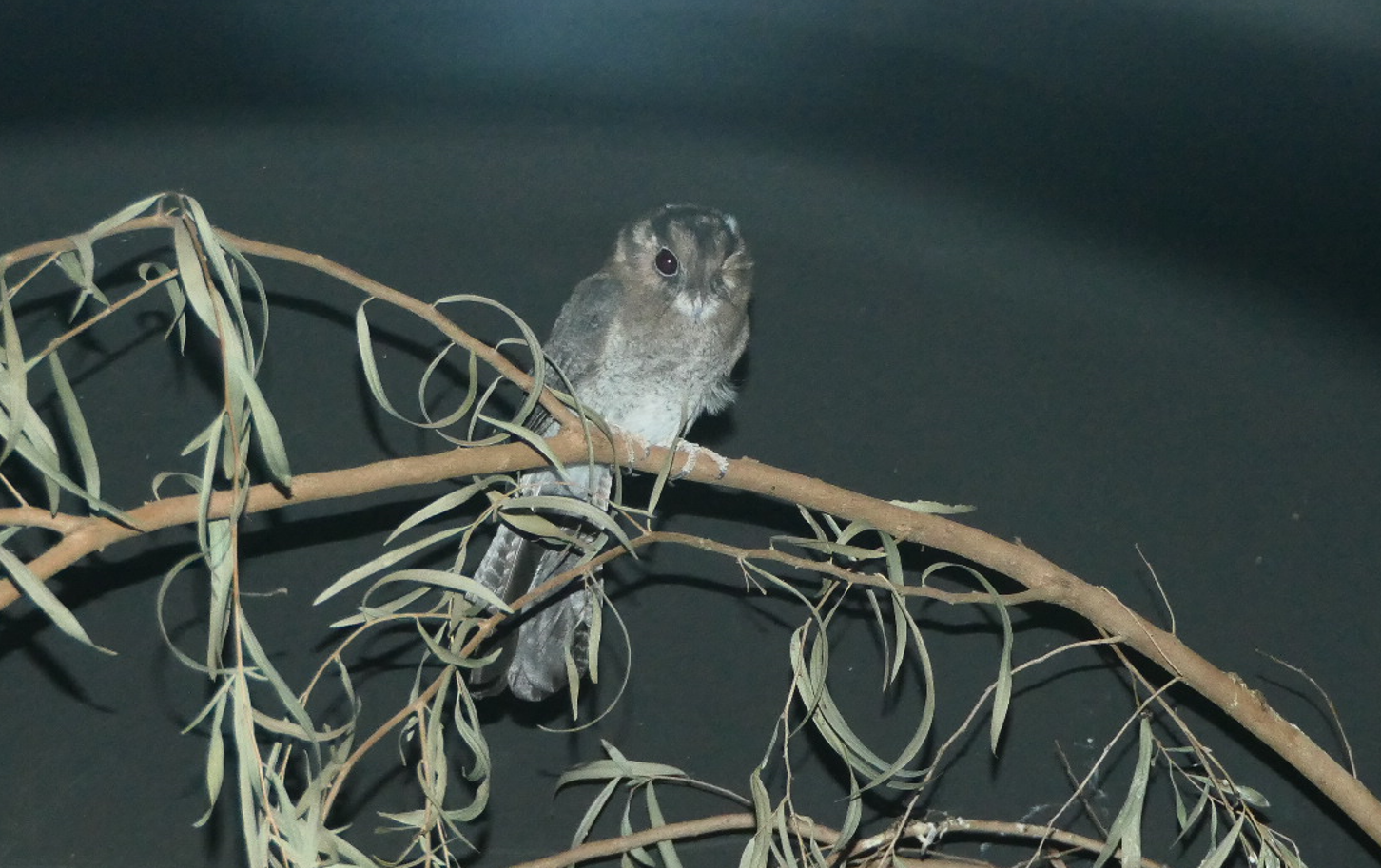 Australian Owlet-nightjar