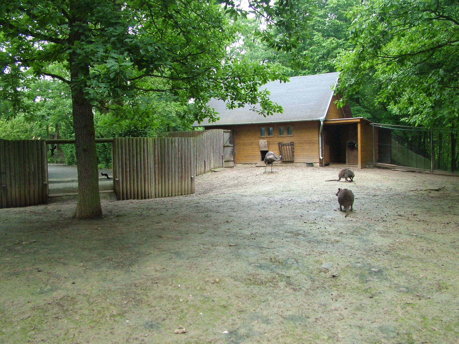 Australian paddock at Brno, 27/05/10