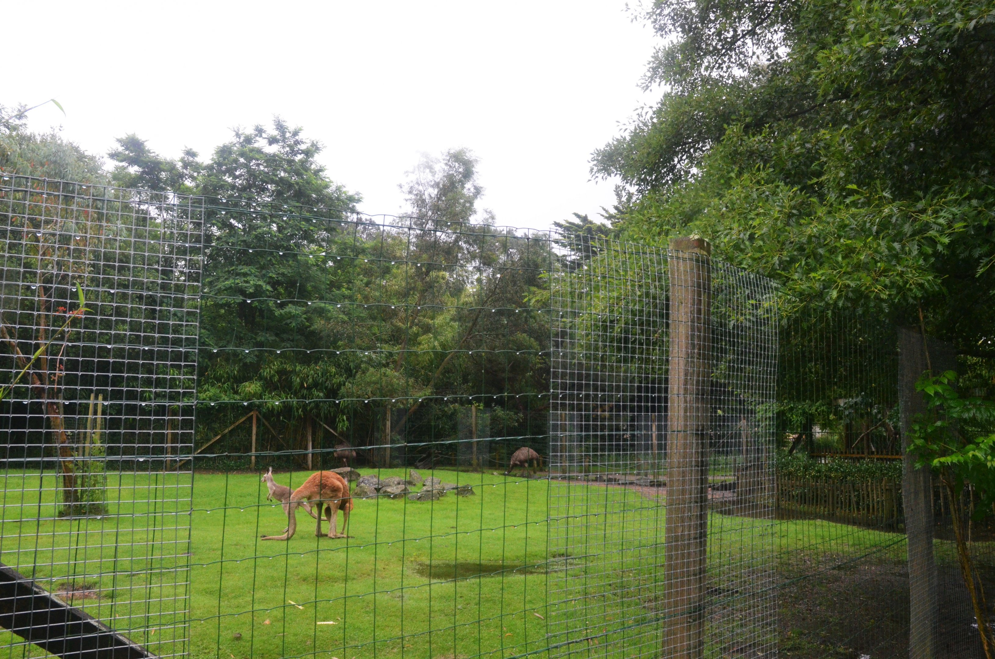 Australian Paddock at La Flèche, 11/06/18