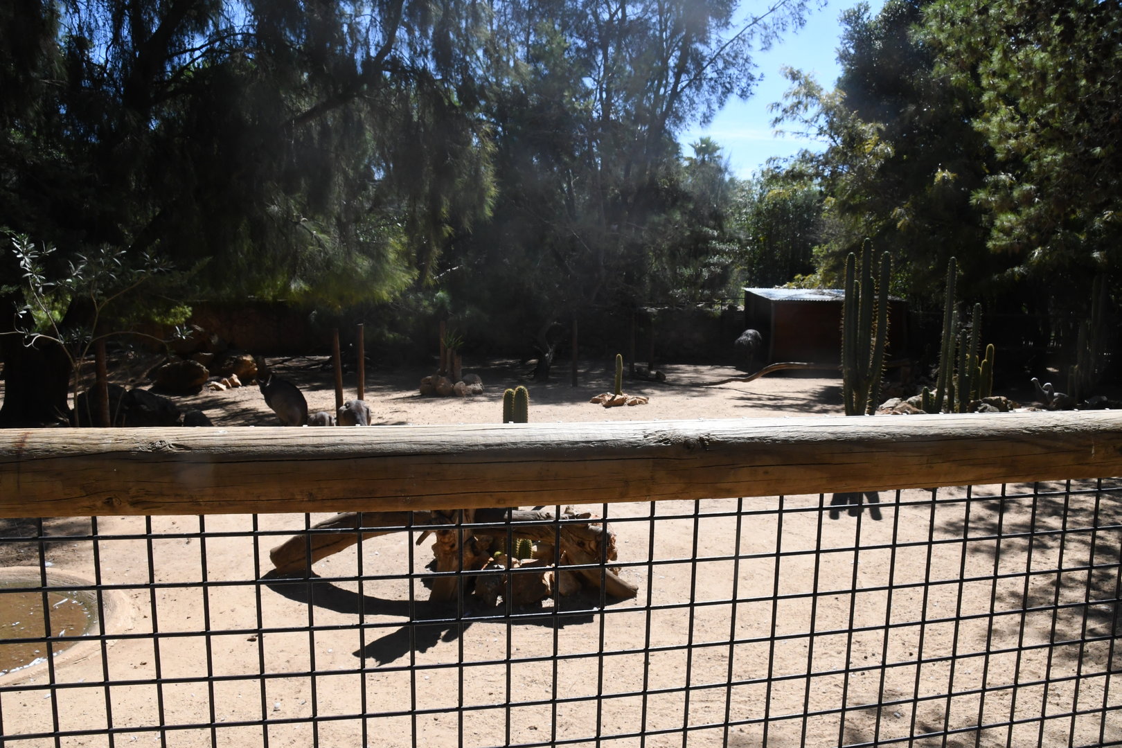 Australian Paddock (Eastern Grey Kangaroos, Emus, and Cape Barren Geese)