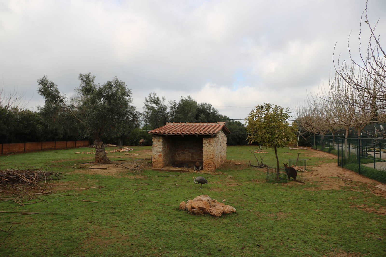 Australian paddock, February 2016