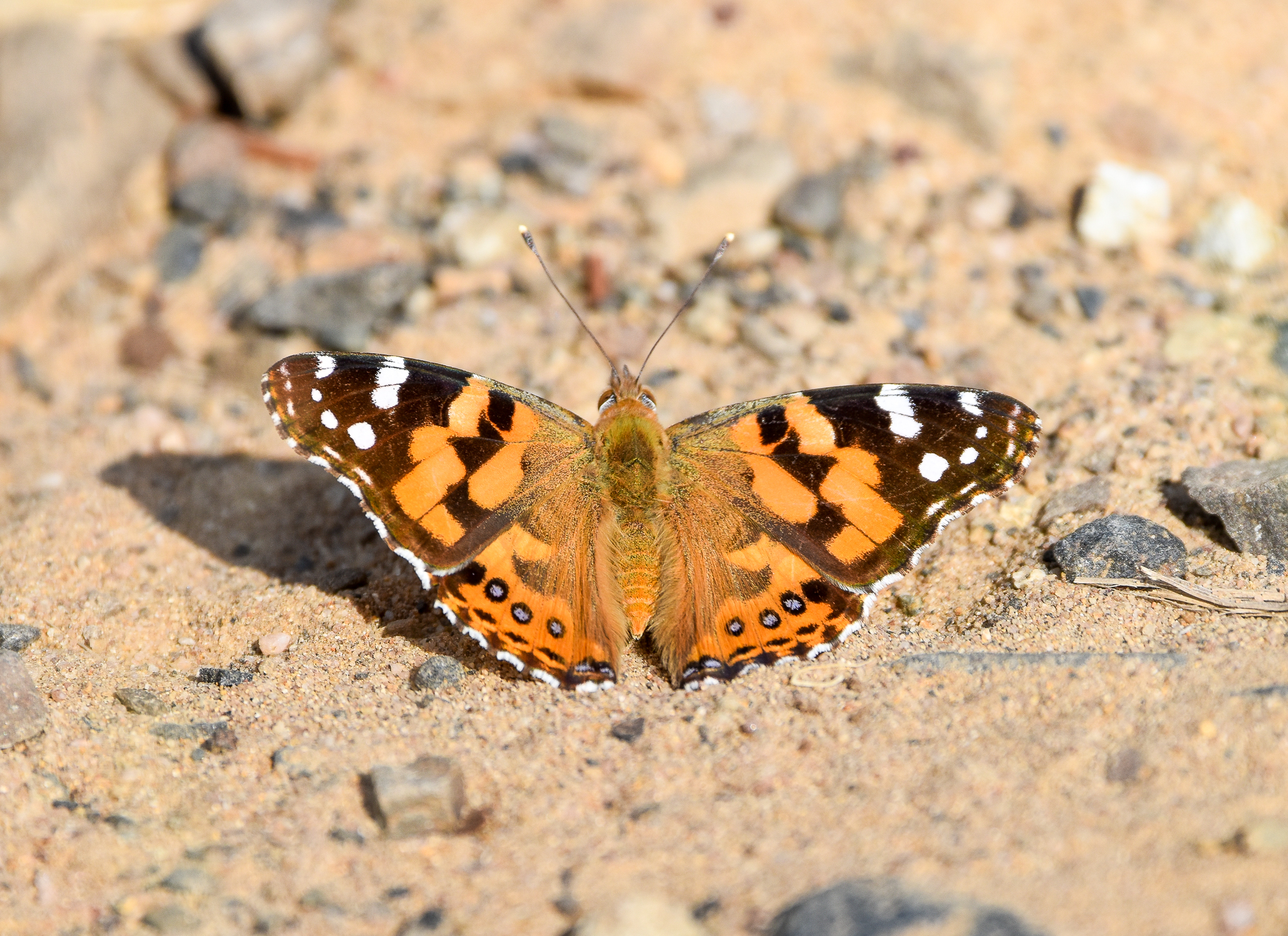 Australian Painted Lady