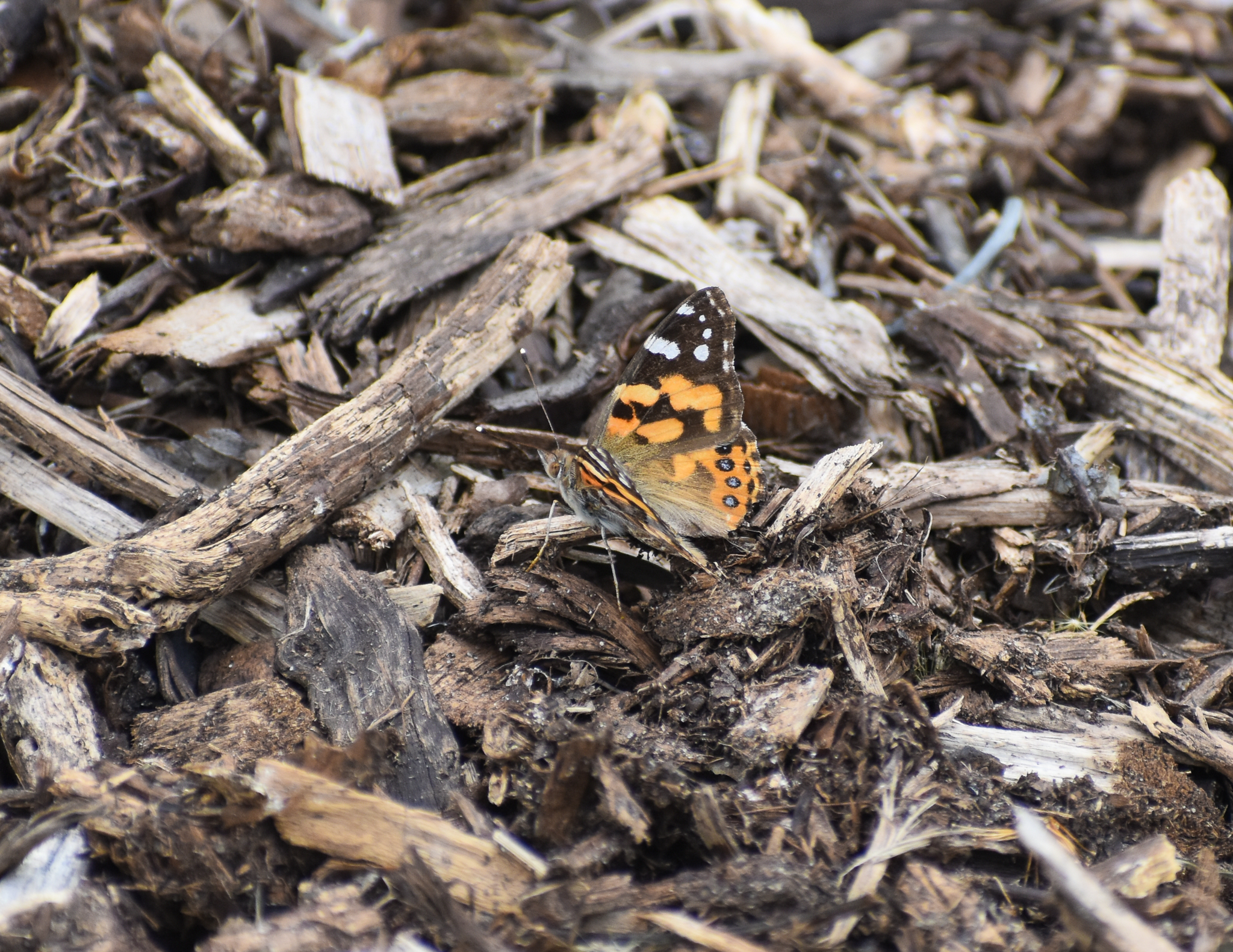 Australian Painted Lady